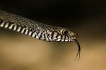 Rat Snake